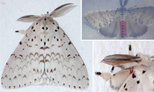 Lymantria sp.